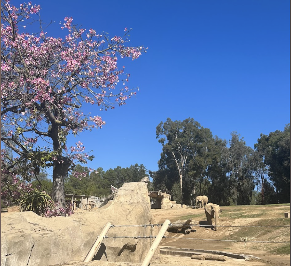 Elephants Enjoying their exhibit at the zoo