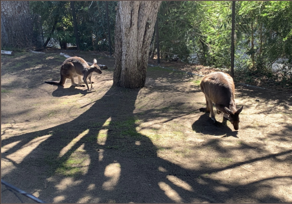 Kangaroos in their exhibit