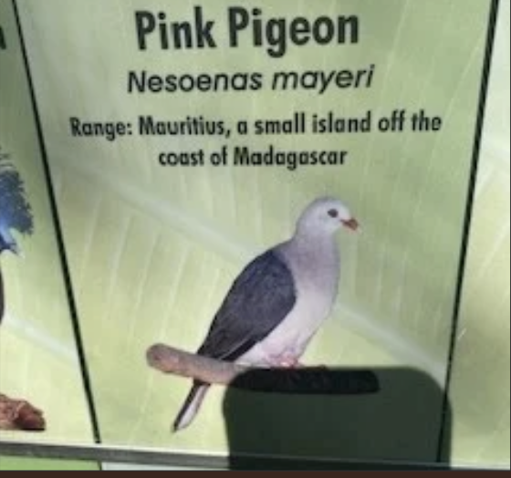 Information about the Pink Pigeon
