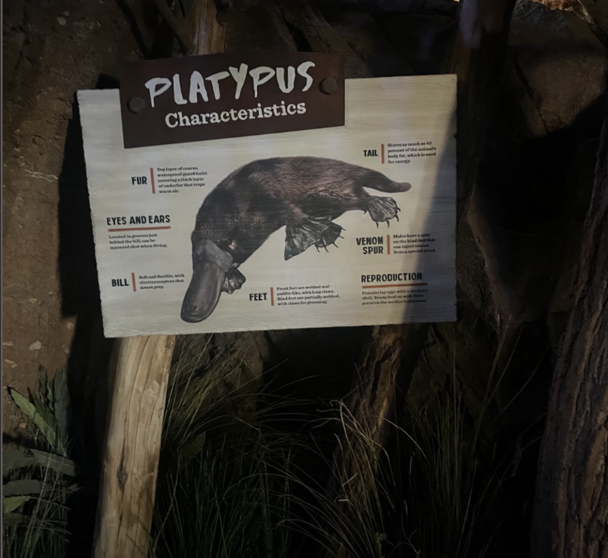 Information for the platypus