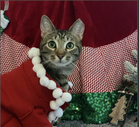 Wonderful Meowmas Costume