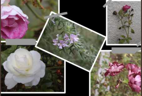 A few things that can be viewed during spring 