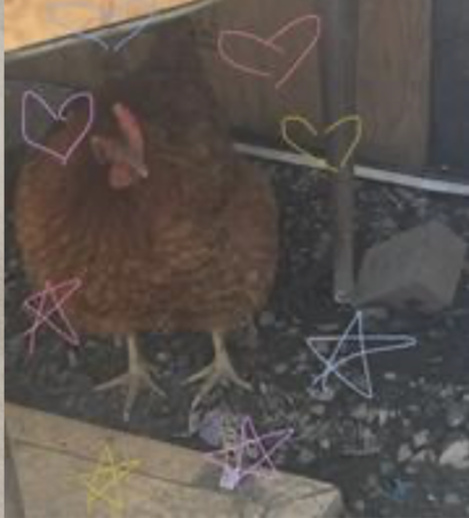Why you should get a pet chicken