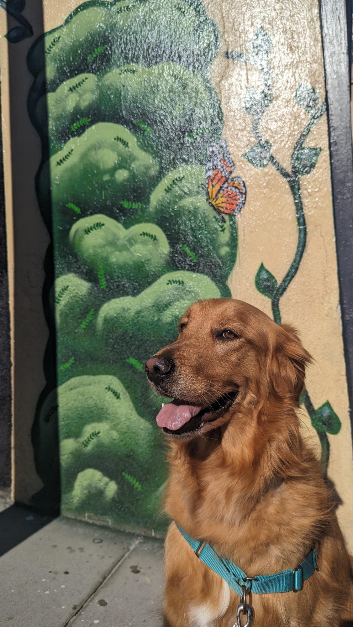 Cheddar, Ms. Pancho
