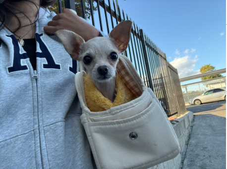 Chico, Melinda A